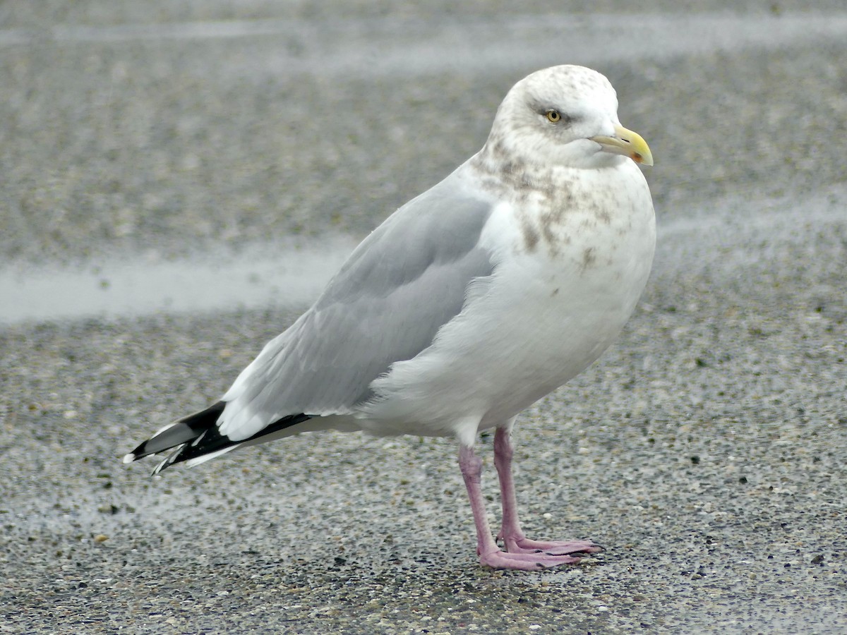 Herring Gull (American) - ML537141511