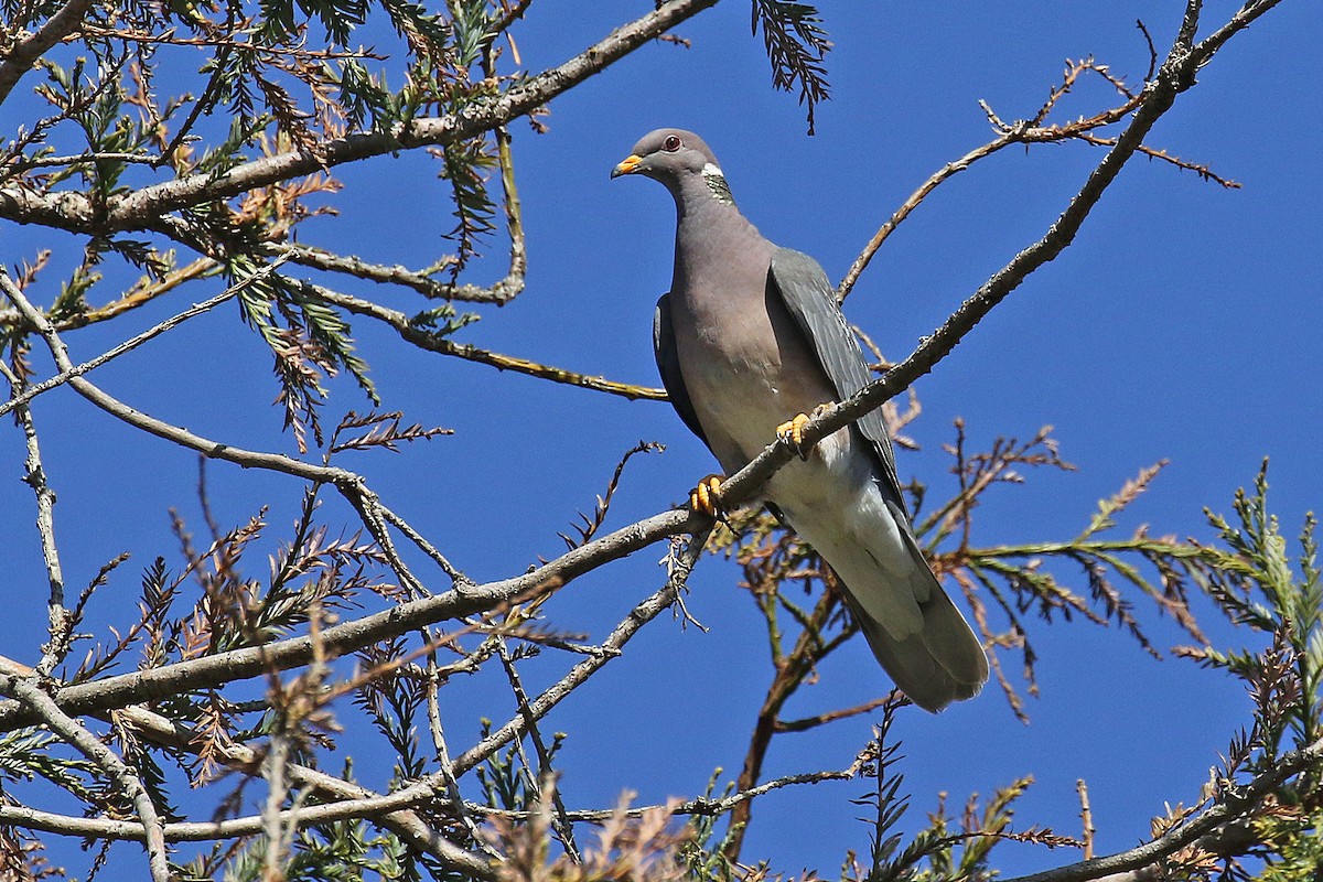 Band-tailed Pigeon - ML537143061