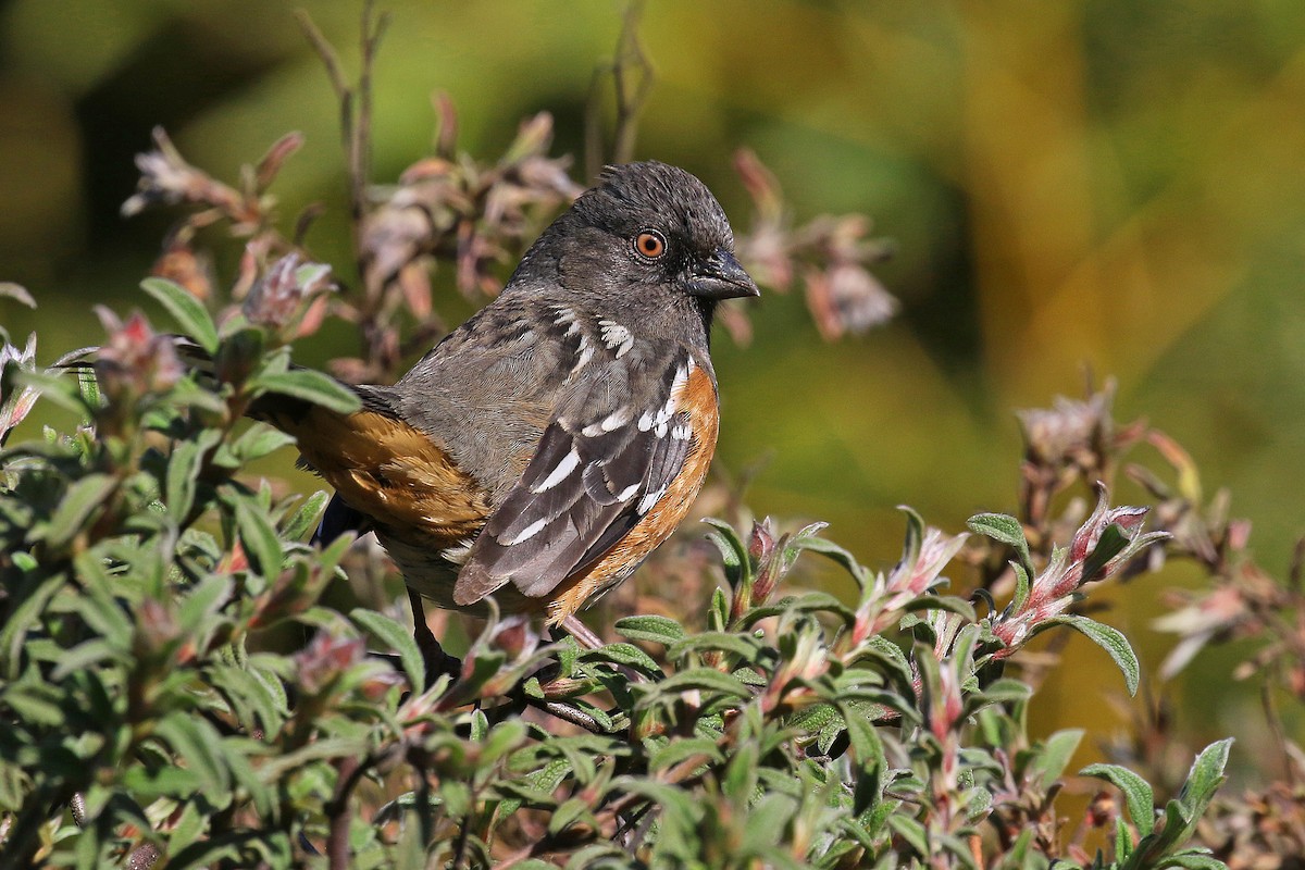 Spotted Towhee - ML537146561