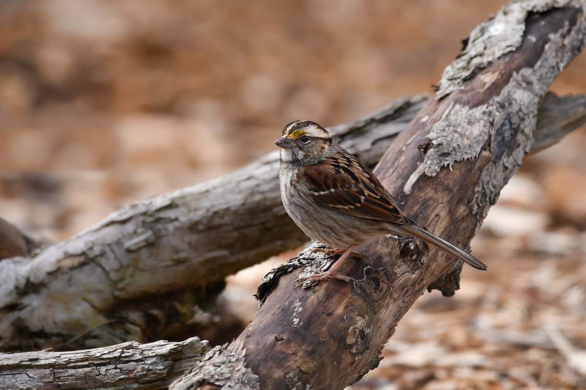 White-throated Sparrow - ML537147331