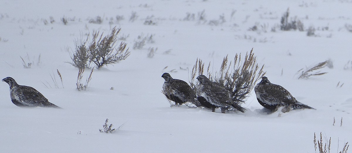 Greater Sage-Grouse - ML537153171