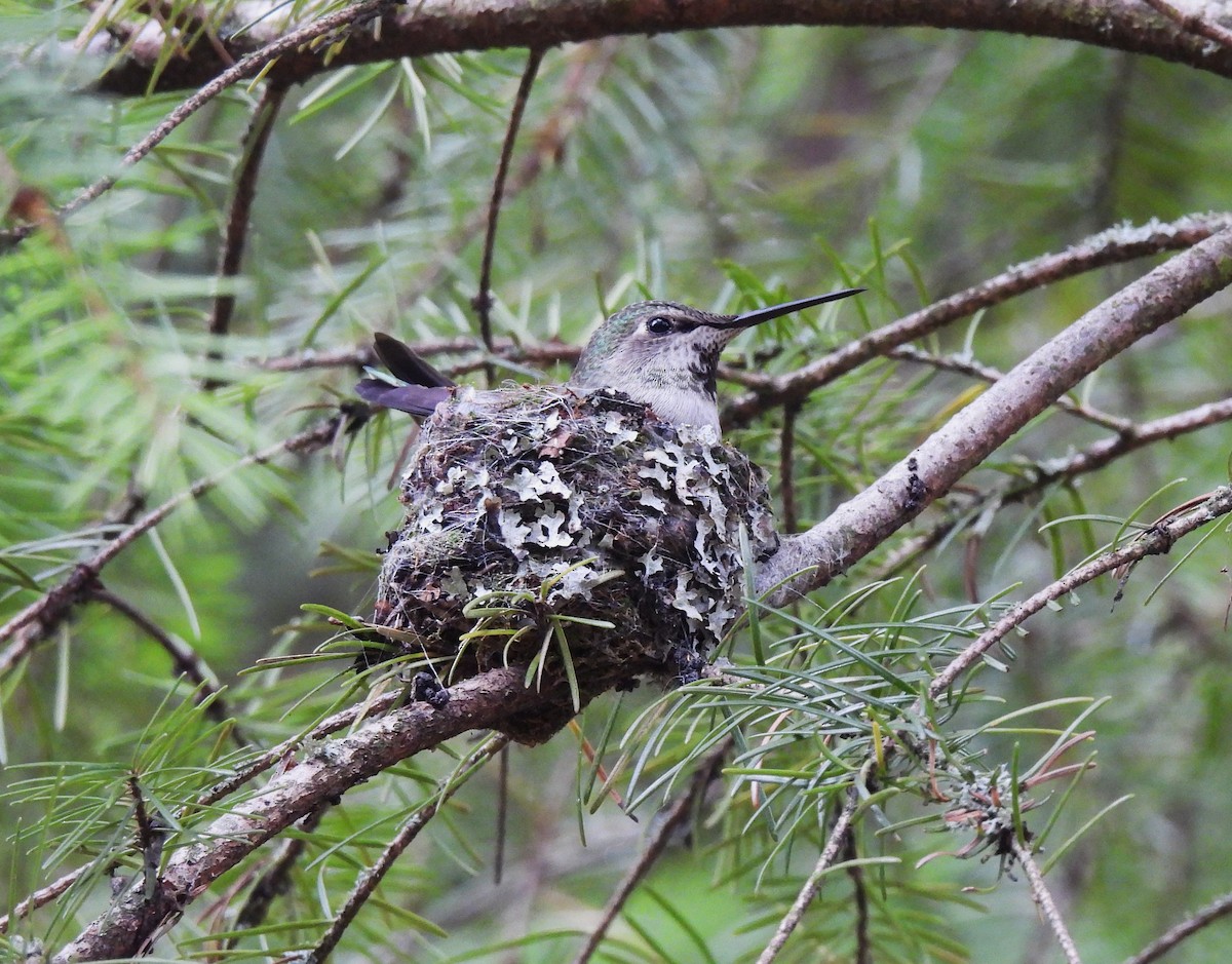 eBird Checklist - 19 Feb 2023 - Beaverton Creek Wetlands Park - 35 species