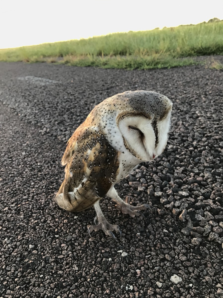 Australasian Grass-Owl - ML53715961