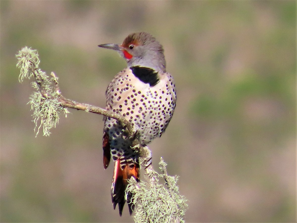 Northern Flicker (Red-shafted) - Maggie Smith