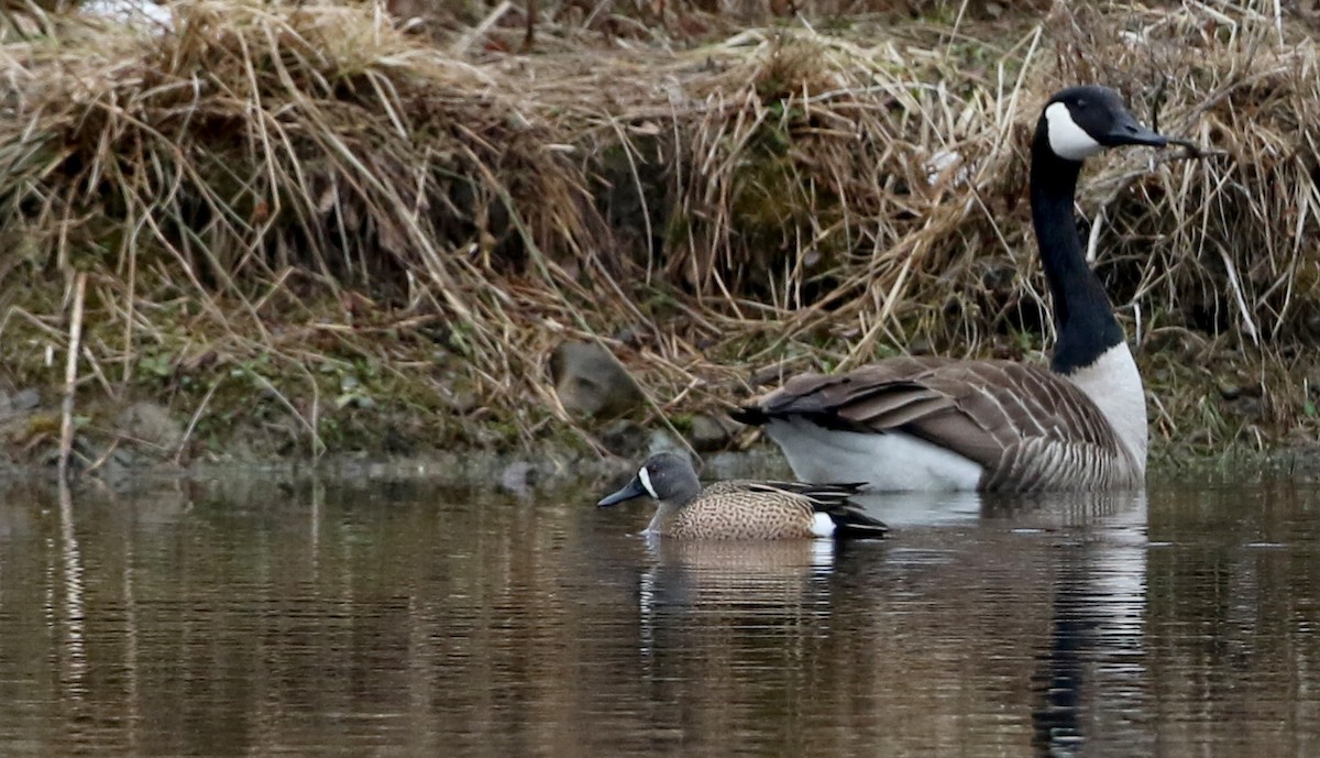 Blue-winged Teal - ML53716191