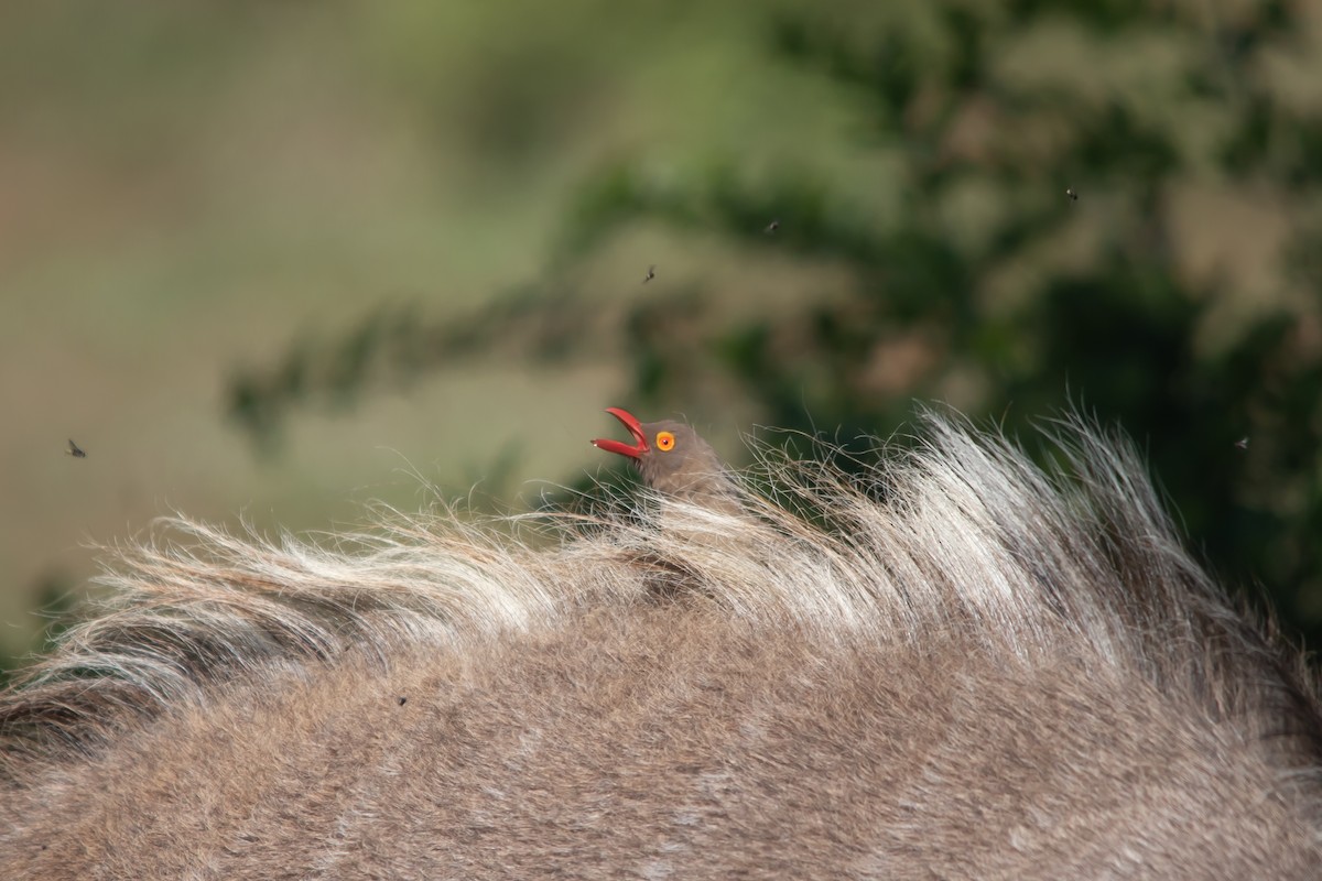 Red-billed Oxpecker - ML537162201
