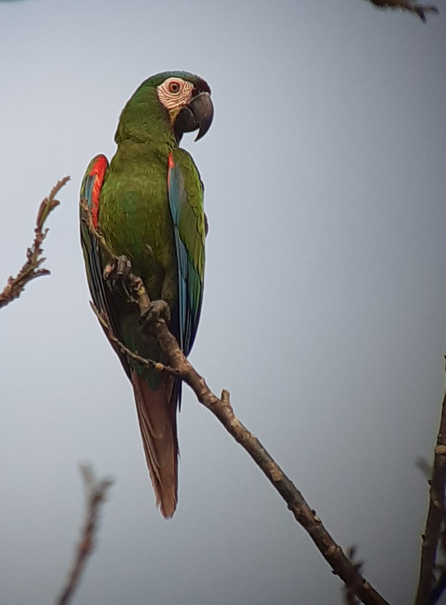 Chestnut-fronted Macaw - ML537166211