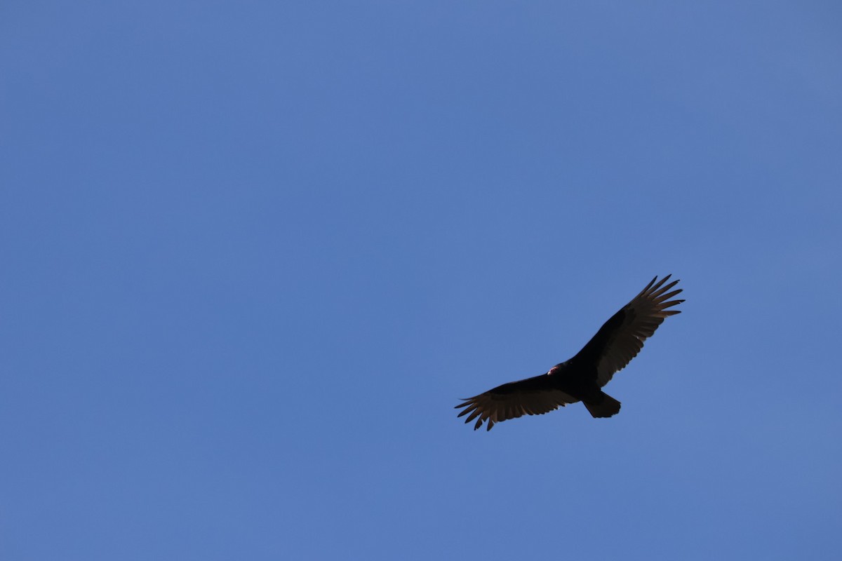 Turkey Vulture - Ashley Barfield