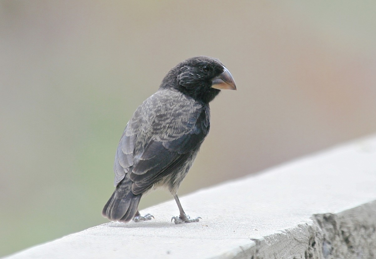 Large Ground-Finch - Gil Ewing