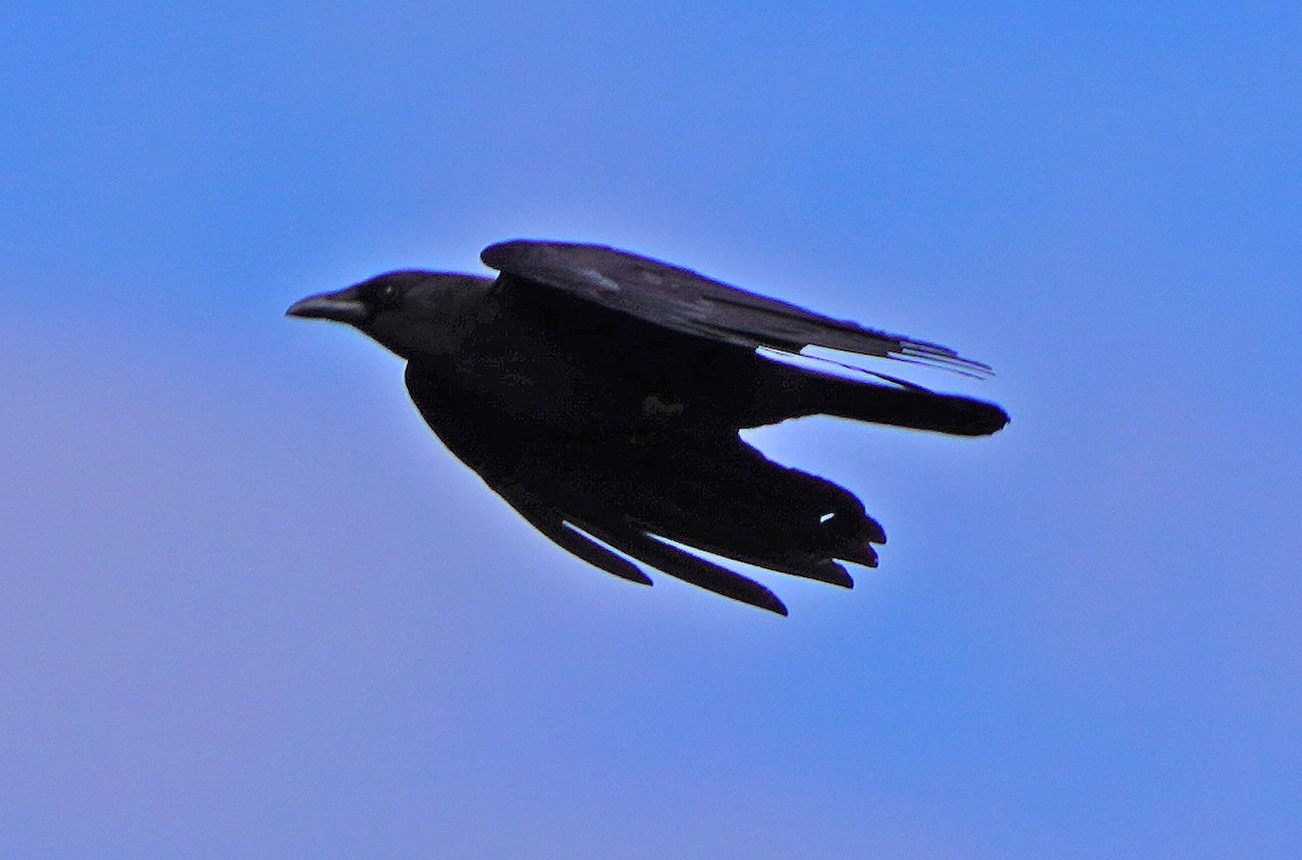 Common Raven - ML537179911