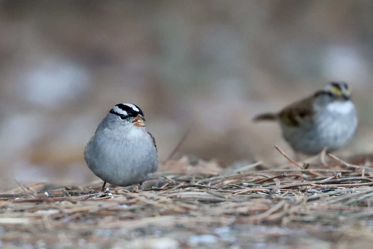 White-crowned Sparrow - ML537184211
