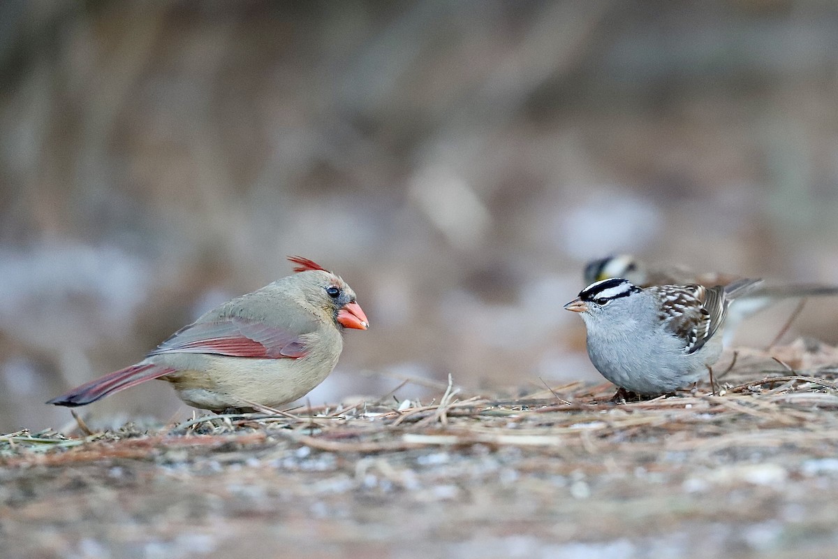 White-crowned Sparrow - ML537184251