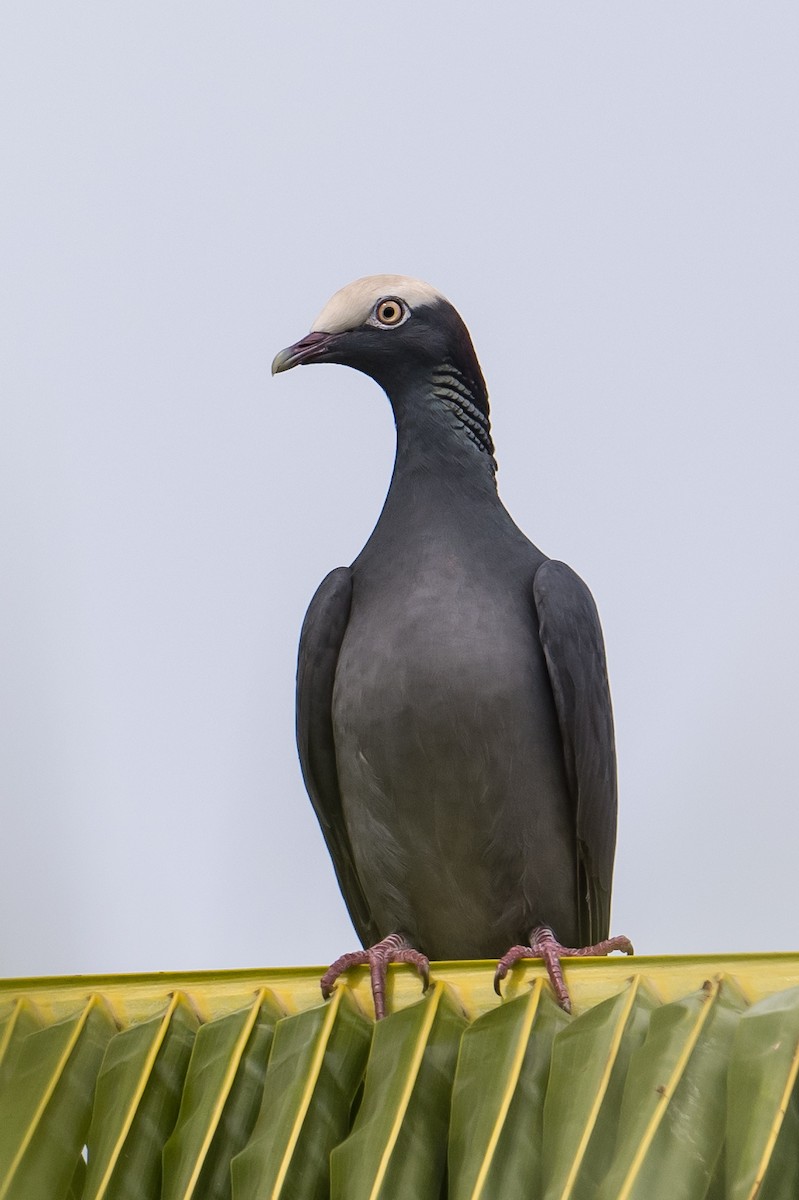White-crowned Pigeon - ML537185331