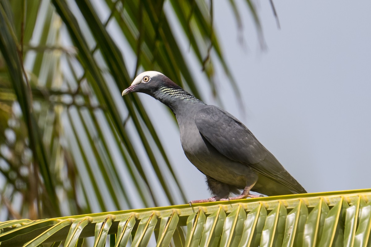 White-crowned Pigeon - ML537185401