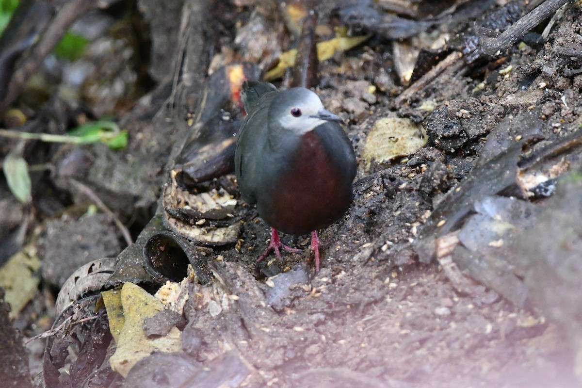 Maroon-chested Ground Dove - ML537187651
