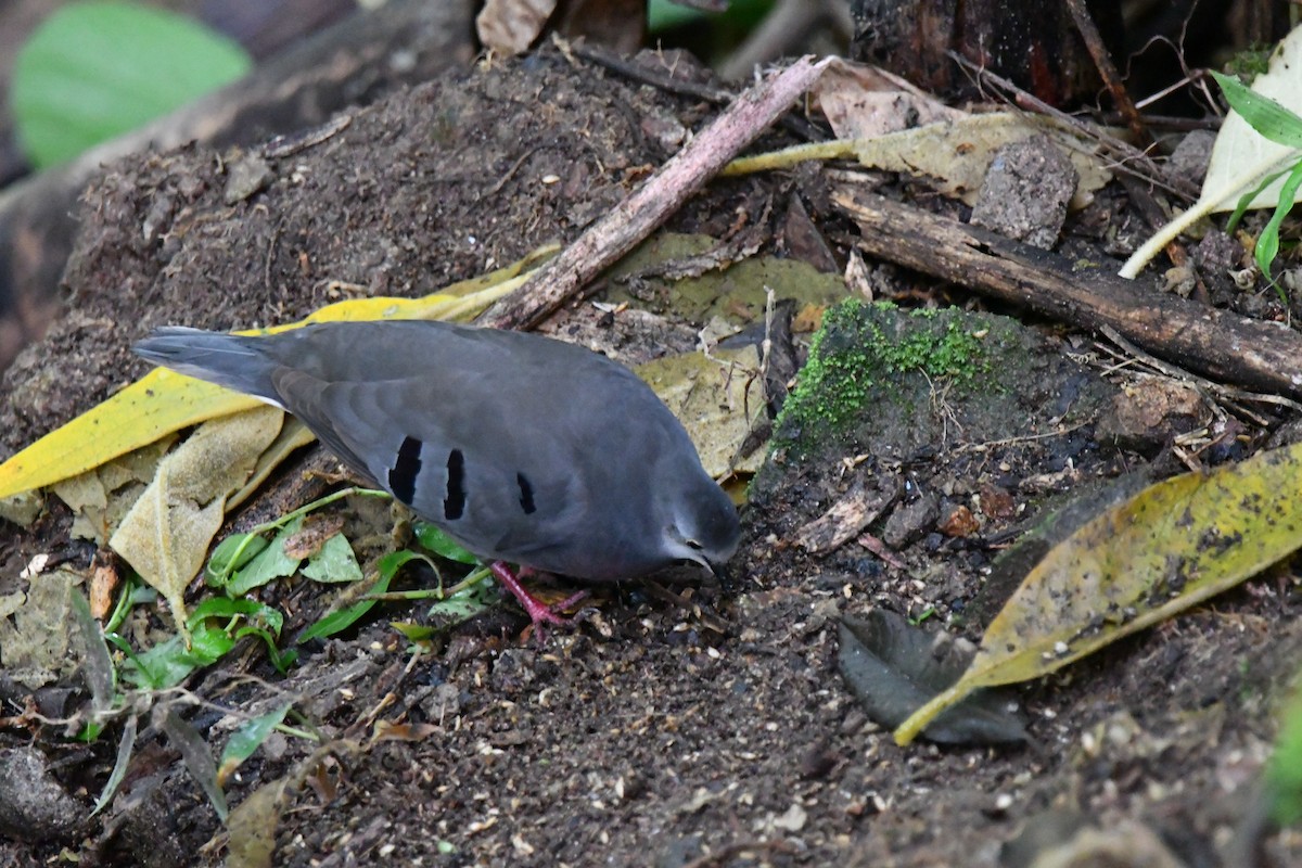 Maroon-chested Ground Dove - ML537187671