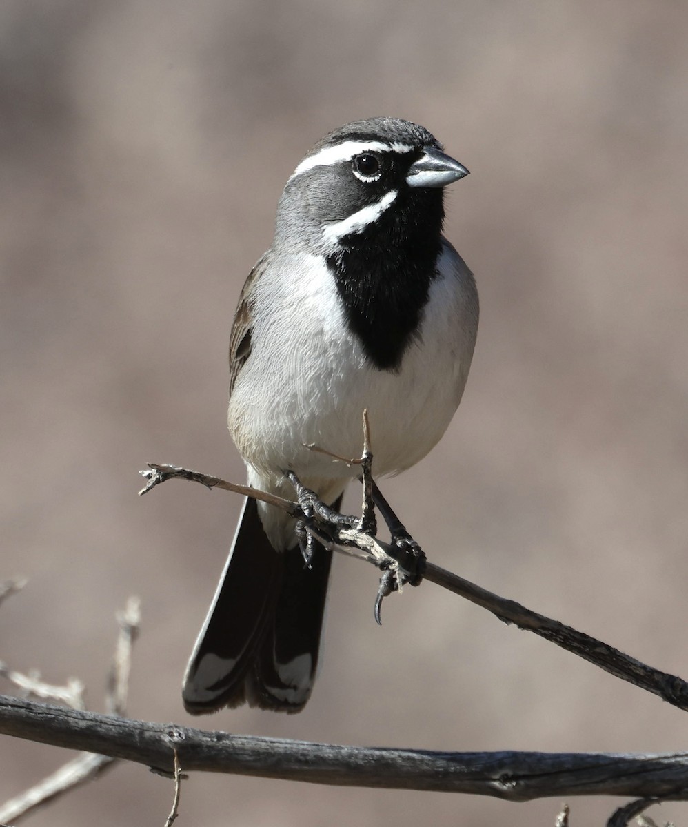 Black-throated Sparrow - ML537188771