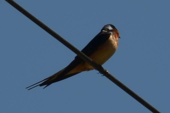 Barn Swallow - ML53718911