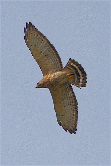 Broad-winged Hawk - Tamuk Ornithology