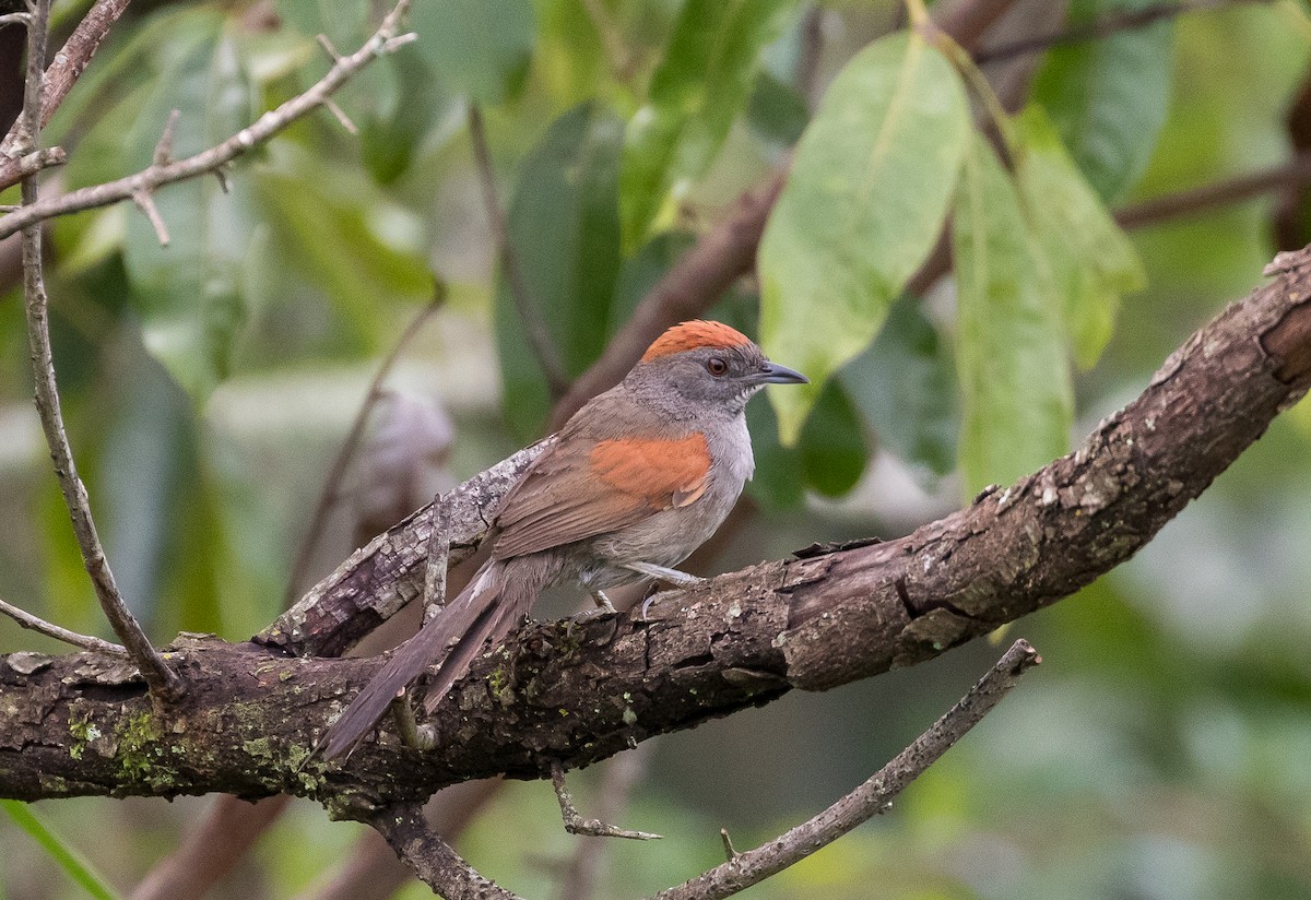Cinereous-breasted Spinetail - ML537192201
