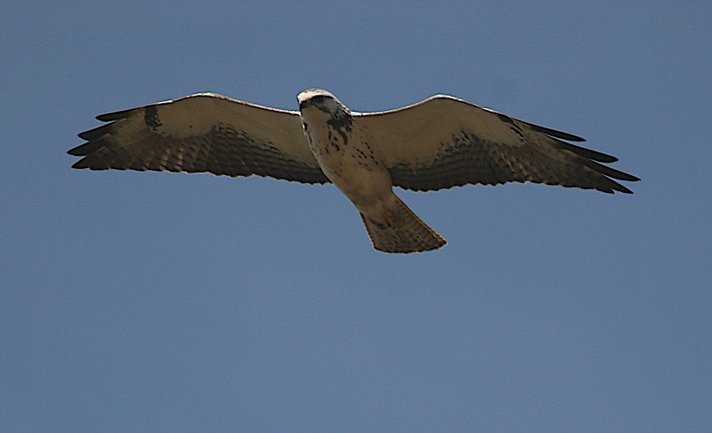 Swainson's Hawk - Tamuk Ornithology