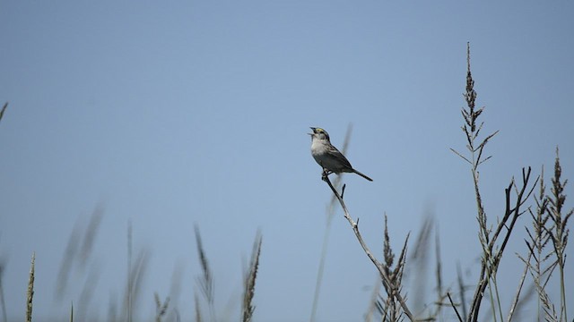 Grassland Sparrow - ML537194221