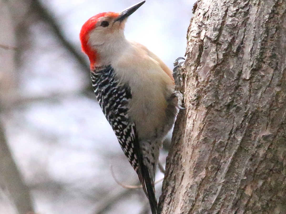 Red-bellied Woodpecker - Mike Wanger
