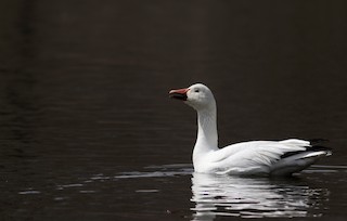 Snow Goose, ML53719731