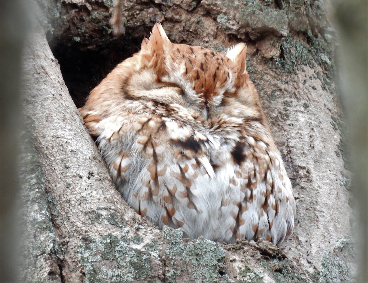 eBird Checklist 19 Feb 2023 High St Newburyport, MA 5 species