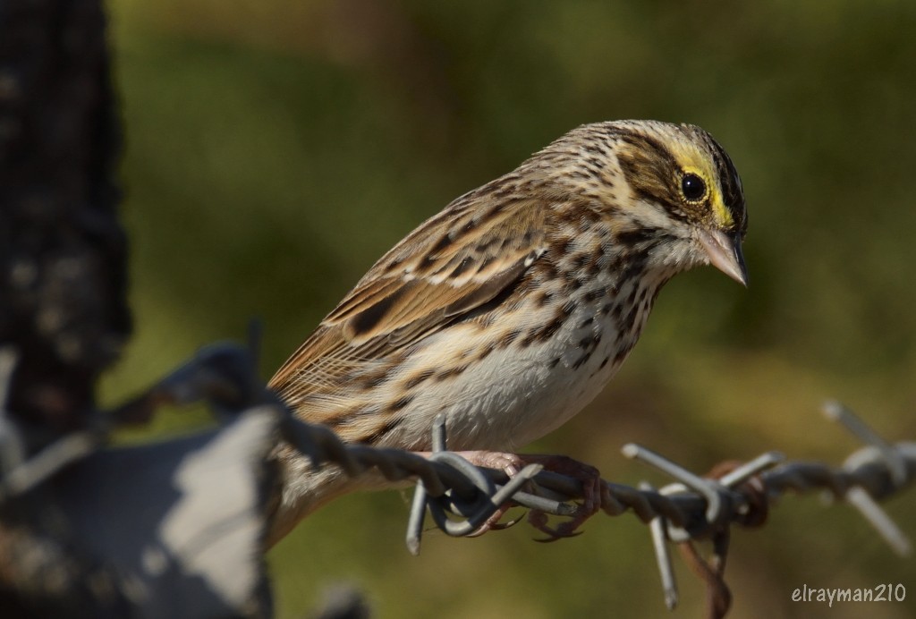 Savannah Sparrow - ML537201561