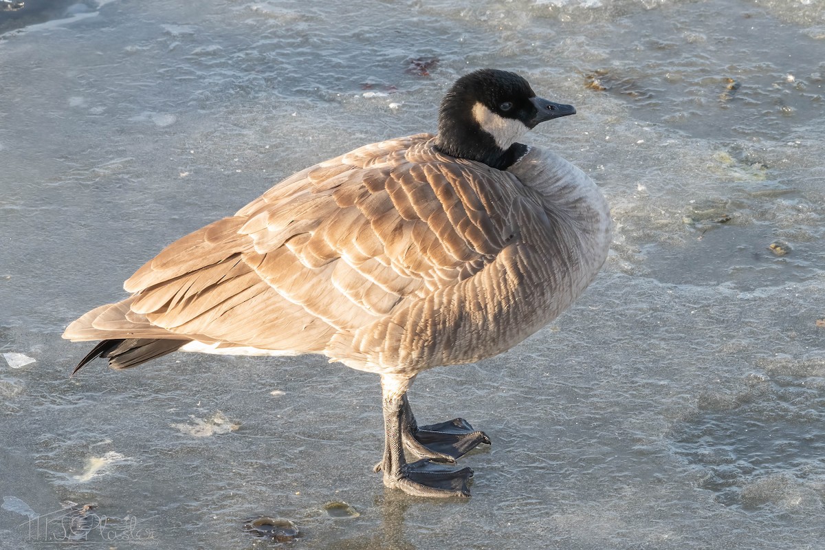 Cackling Goose (Richardson's) - ML537203441