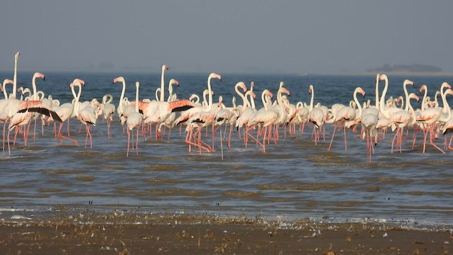 Greater Flamingo - ML537203611