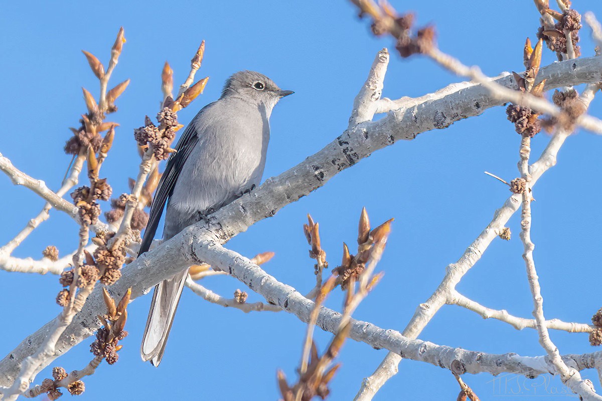Townsend's Solitaire - ML537204501