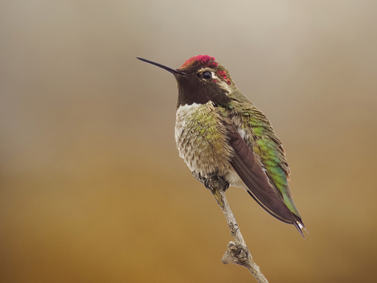 Anna's Hummingbird - Steven Meisel