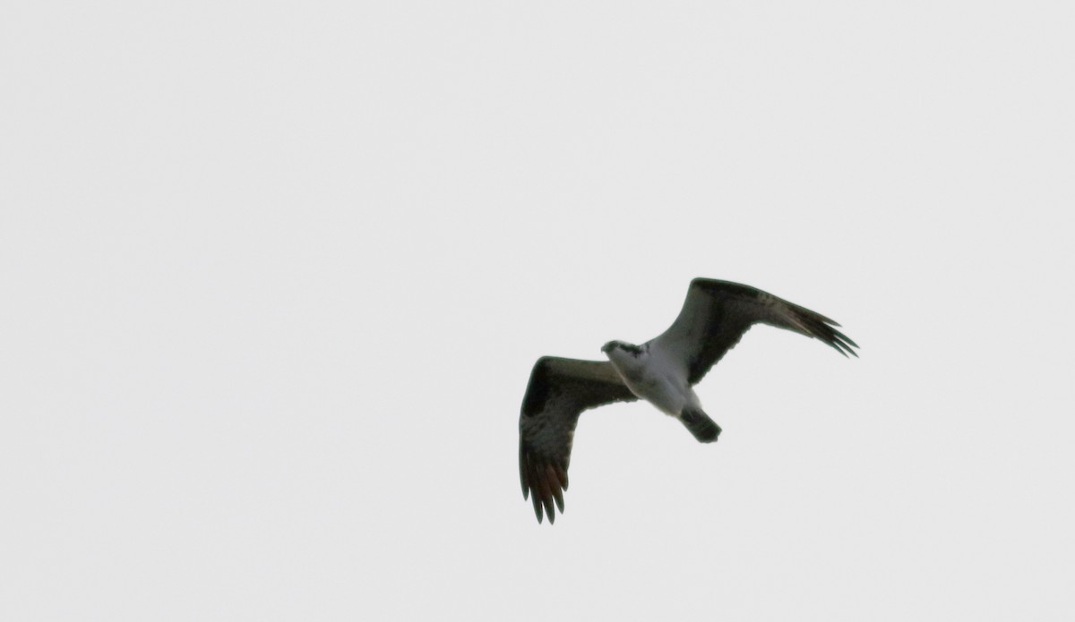 Águila Pescadora (carolinensis) - ML53721531