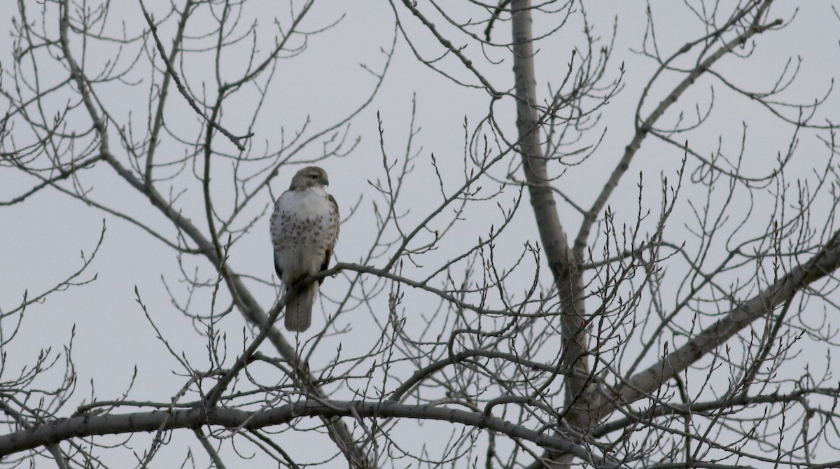 Red-tailed Hawk (borealis) - ML53721651