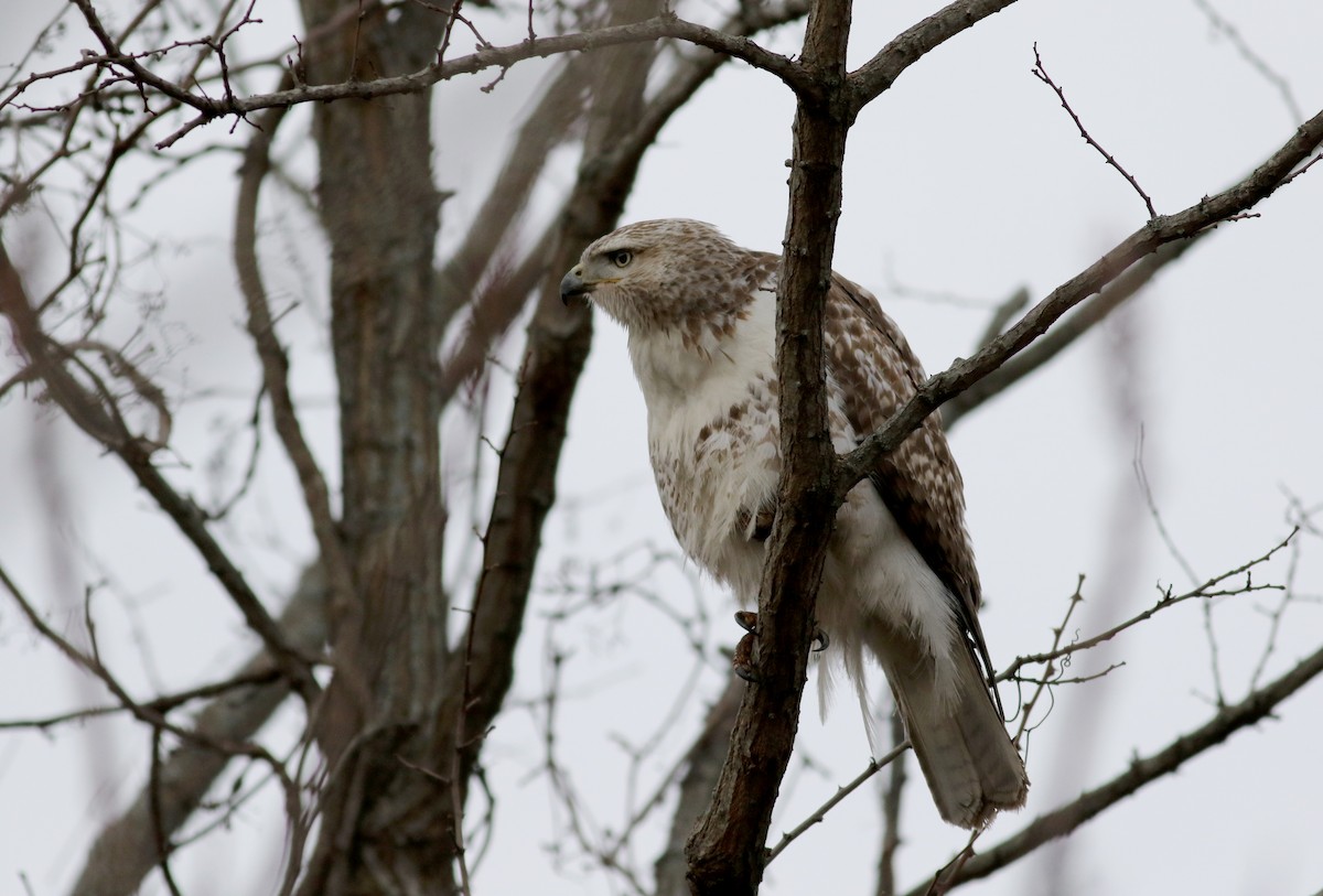 Red-tailed Hawk (borealis) - ML53721921