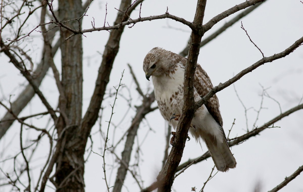 Red-tailed Hawk (borealis) - ML53721971