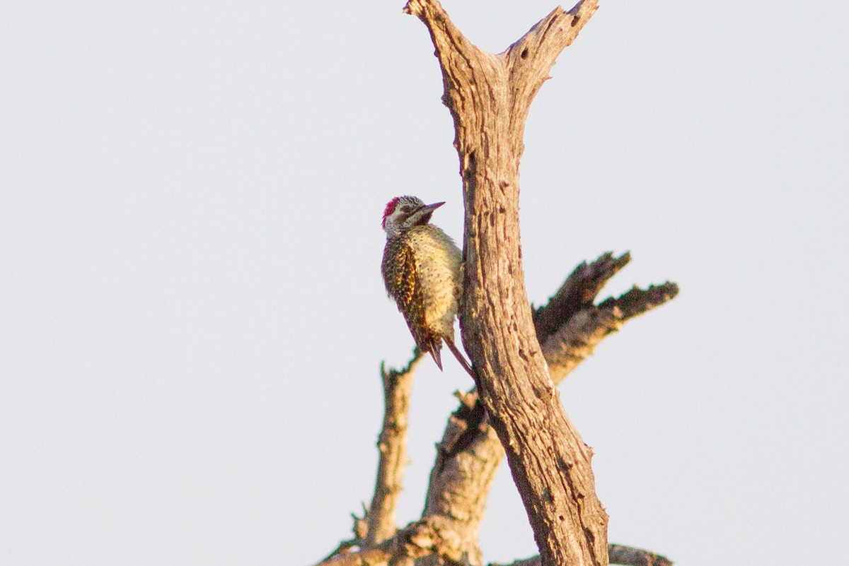 Bennett's Woodpecker (Bennett's) - ML537222221