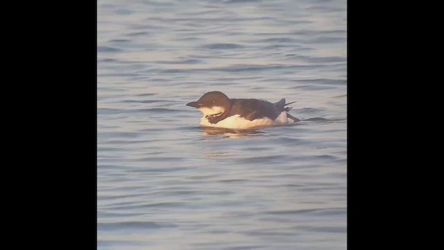 Thick-billed Murre - ML537223391