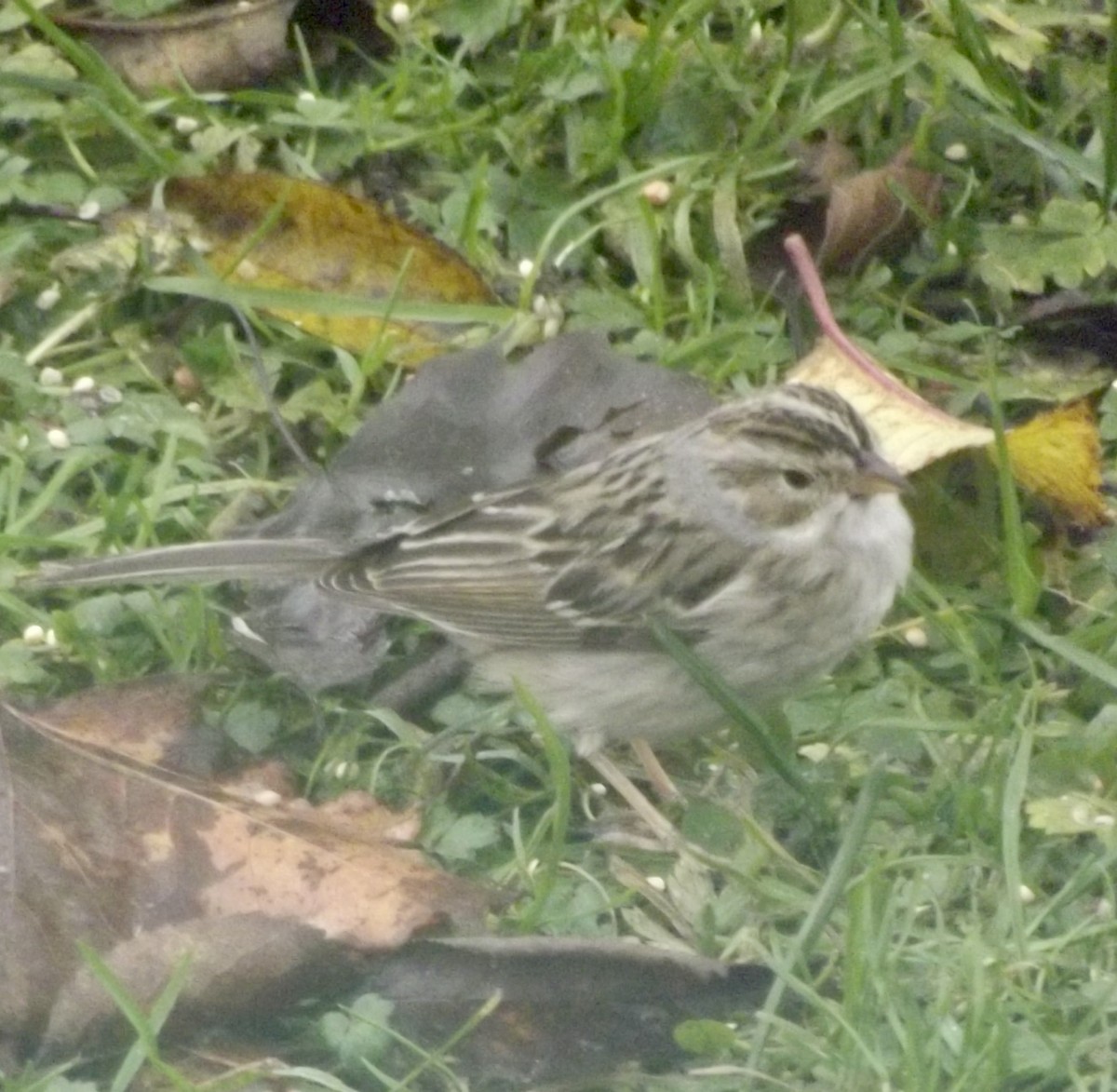 Clay-colored Sparrow - ML537223861