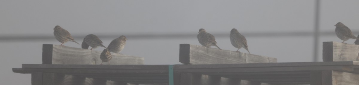 Savannah Sparrow (Savannah) - ML537224241