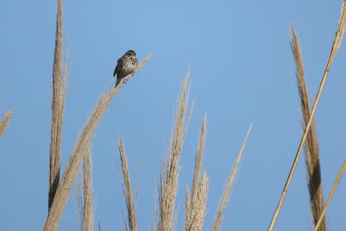 Savannah Sparrow (Savannah) - ML537225901