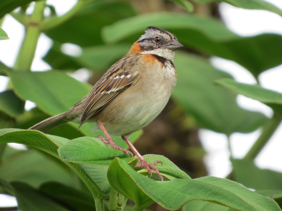 Rufous-collared Sparrow - Mark Goodwin
