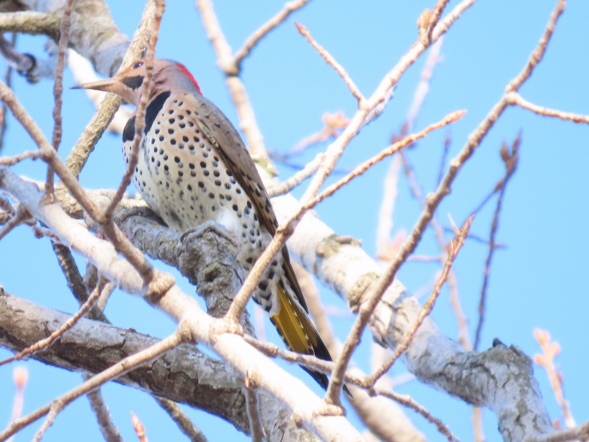 Northern Flicker (Yellow-shafted) - ML537238361