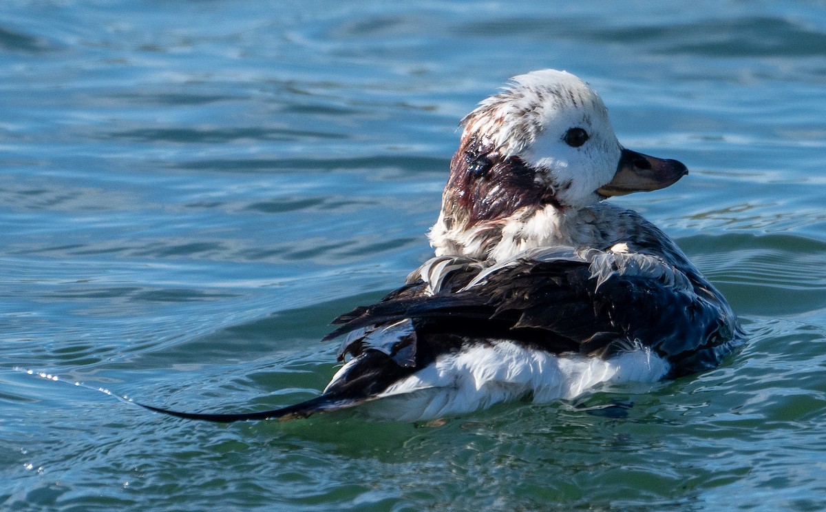 Long-tailed Duck - ML537240111