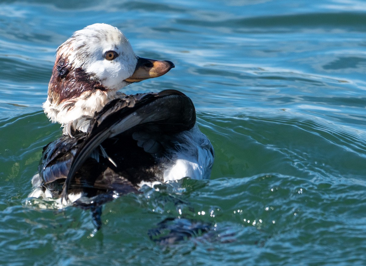 Long-tailed Duck - ML537240121