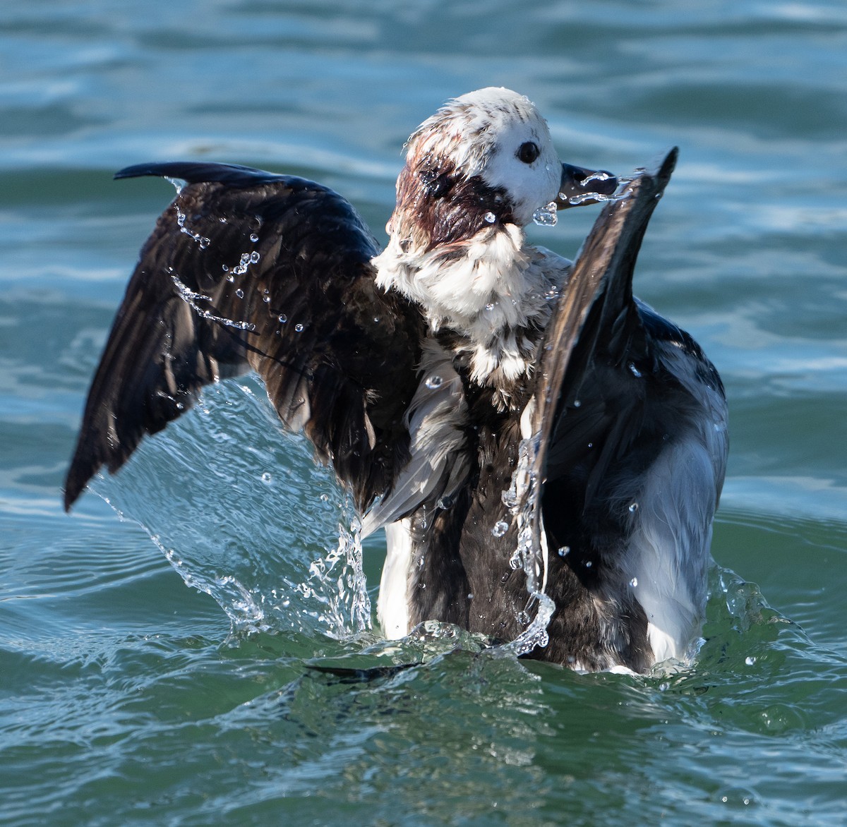 Long-tailed Duck - ML537240151