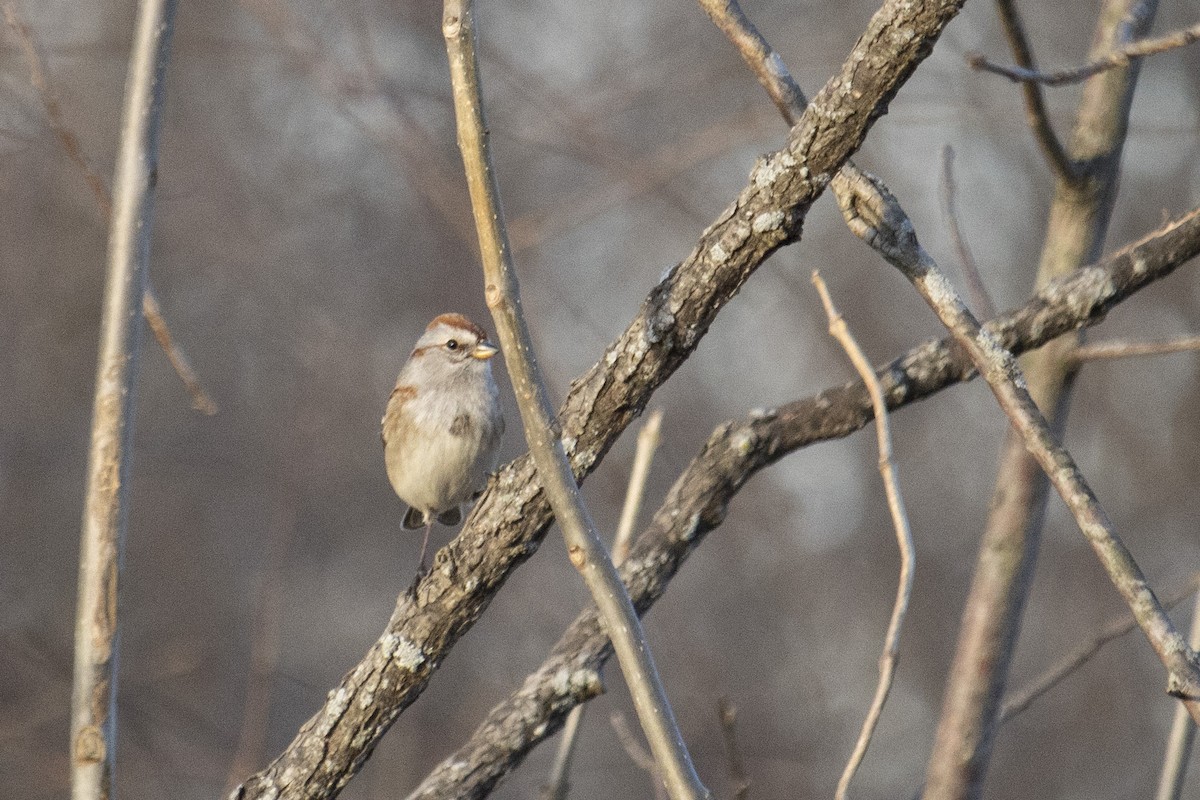 American Tree Sparrow - ML537244981