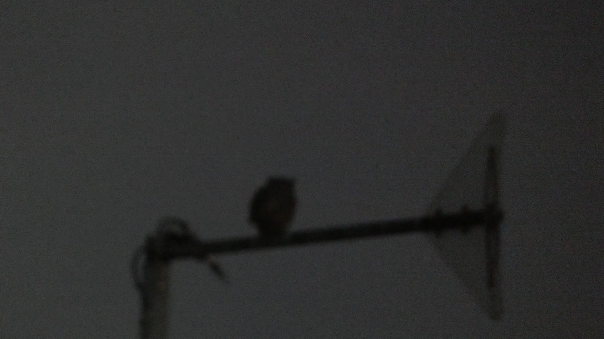Great Horned Owl - ML537247721